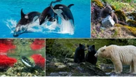Search for B.C.'s Best Symbol: Round 2 — Animals