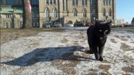 The end of an era: Last feline from Parliament Hill cat colony dies