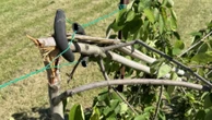 Vandals destroy memorial trees along Millennium Trail in Niagara Falls