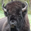Where to see the bison roam in Alberta, according to naturalist Brian Keating