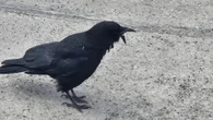 'That bird is a boss': Crow with ripped-off beak thwarts rescue efforts and is surviving on her own