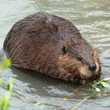 Beavers helped build Canada. Could their dams help fight wildfires, too?