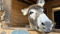 A donkey's harrowing journey to get life-saving care at the Atlantic Veterinary College has a happy ending