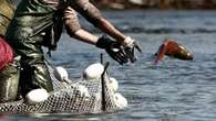 With salmon run near its height, very few sockeye have passed site of B.C. landslide: DFO