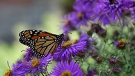 Ontario’s new Species Conservation Act raises concerns about oversight, habitat protection