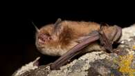 Bats are under threat from a deadly fungus. Here's how Alberta aims to mitigate the losses