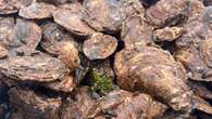 P.E.I. minister says CFIA taking the lead on dermo, oyster disease newly found in New Brunswick