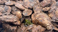P.E.I.'s oyster industry calls for support as disease crisis forces harvesters to the brink