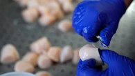 Catch limits for scallops on Georges Bank reduced due to increase in predator population