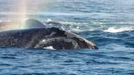 Lack of fishing prohibitions in 'grey zone' could pose risk for right whales, expert says