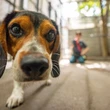 People often miscalculate the impact of climate choices — like owning a dog — study says