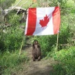 Saskatoon beaver steals Canadian flag, makes dinner out of flag pole
