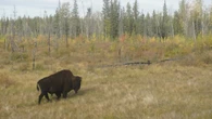 Dead bison in N.W.T.'s North Slave region might have had anthrax