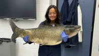 Goldfish, traps and electric currents: inside Canada's quiet war against invasive carp