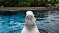 Marineland euthanizes 7-year-old beluga after medical struggles