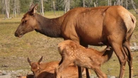 'Extremely aggressive and protective': Elk calving season underway in Alberta