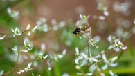 Calgary's wet weather has resulted in swarm of mosquitoes — but it could mean fewer wasps