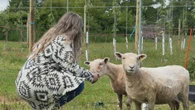 How sheep may make new apple orchards more environmentally friendly