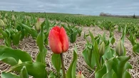 Warm weather means P.E.I.'s Belfast Tulips are blooming earlier than usual