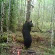 Black bears declined in parts of Ont., new research shows. How that could impact hunting is a bigger question