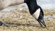 Sault Ste. Marie works to battle a major geese problem. Here's what is being done about it.