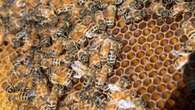 Sask. beekeepers struggle with honey production