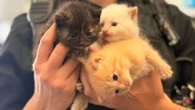 Prince George Humane Society overrun with cats and kittens, forced to stop intakes