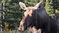 Collision with moose kills driver and injures passenger near Alaska's Denali National Park