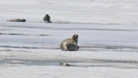 To eat or be eaten? The dilemma facing ringed seals in Hudson Bay