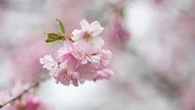 Cherry blossoms and magnolias bloom across Hamilton, with peak viewing for some this weekend
