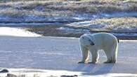 Arctic Ocean could have 1st day without sea ice by 2027, study says