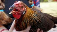 N.L. reports suspected case of Avian flu in C.B.S.