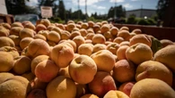 Okanagan fruit growers celebrate big harvest after years of losses