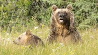 Fate of grizzly that fled scene after Calgary-area mauling remains unclear