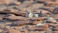 P.E.I. photographer finally captures rare moment as piping plover chicks hatch