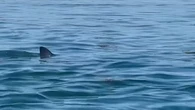 Shark tales: What locals saw, or didn't see, during Passamaquoddy Bay White Shark Week