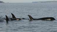 Newborn southern resident orca calf confirmed, another feared dead