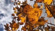 Fast-tracked fall: P.E.I.'s hot, dry summer is leading to an early burst of autumn colours