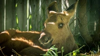 This blind baby moose needs a forever home — or may be put down
