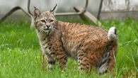 Police respond to 2nd bobcat encounter in southeast Calgary, woman left injured