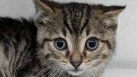 Winnipeg Humane Society took in an 'astronomical amount' of cats and kittens in July