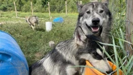 Wahnapitae man urges MNR not to kill his hybrid wolves