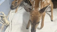 Fawns cared for in Amherstburg after their mother was killed same day they were born