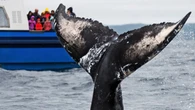 Whale tail photos and AI unlock humpbacks’ migration