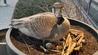 'Mama Earlette': Canada goose's eggs hatch in Regina Earls restaurant's planter