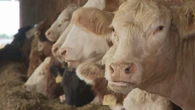 P.E.I. could power homes using dead cattle and lobster parts. Yes, you read that right