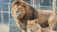 Wildlife sanctuary, neighbours in rift over potentially housing large exotic animals near Parry Sound, Ont.