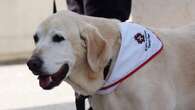 Meet Charlie, a 14-year-old yellow lab and newly retired therapy dog