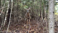 Data underscores problem deer population in Colchester, but hunt yet to be scheduled