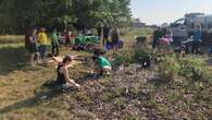 Fall gardening event to enhance Waterloo meadow to help next spring's pollinators